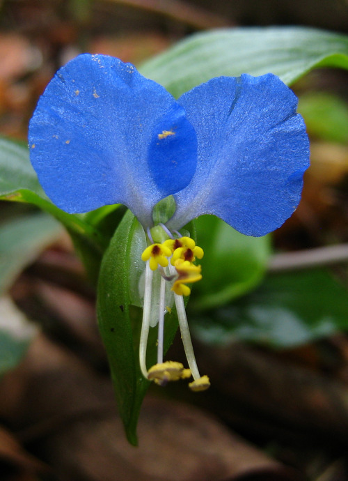 flowerfood:Asiatic dayflower (Commelina communis)