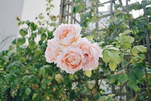 Jardin Anne-Frank, Paris