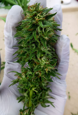 shesmokesbong:  Another awesome angle of that hash bud~