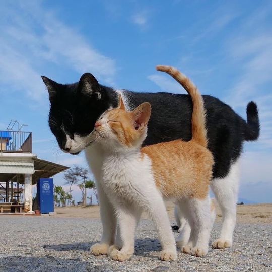 cat-lover-1001:  Love is precious 😍💖💖 