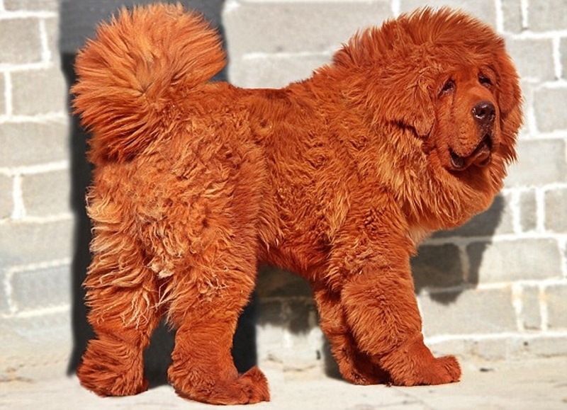 scarlettjane22:  TIBETAN MASTIFFSround 1www.google.com