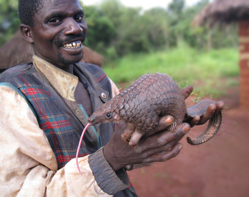 pritan:How bizarre is this mammal? Meet the pangolin! It’s a dragon, artichoke, hedgehog, roly