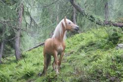 whitemoths:  equine-world:  Haflinger Mare  This is such a magical image. I like to pretend she is a mare by day, but by night she turns into a woman with golden brown skin. Hair as white as the moon she dances under. Wild and fierce as a horse. 