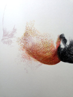 thedailydrawingproject:  United beards of