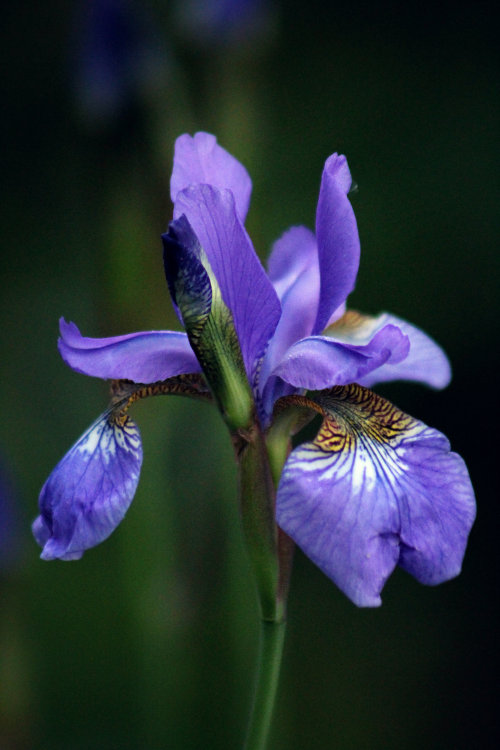 walking-geema: ………….walk through the yard ~ Blue Flag