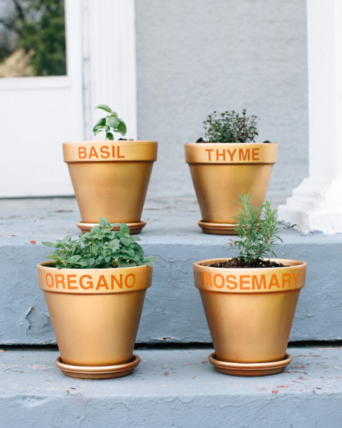 foodffs: How to Grow Herbs (in Pots) Really nice recipes. Every hour. Show me what you cooked!