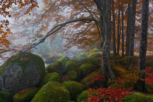 SvetoslavBulgaria / Vitosha