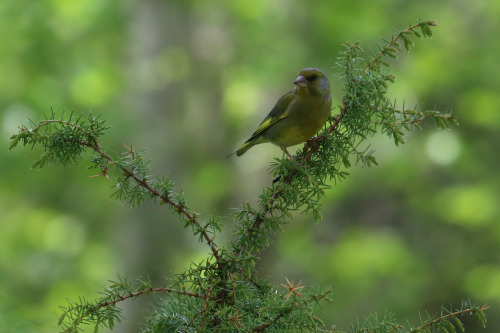 michaelnordeman:Greenfinch/grönfink. Värmland, Sweden (May 29, 2022).