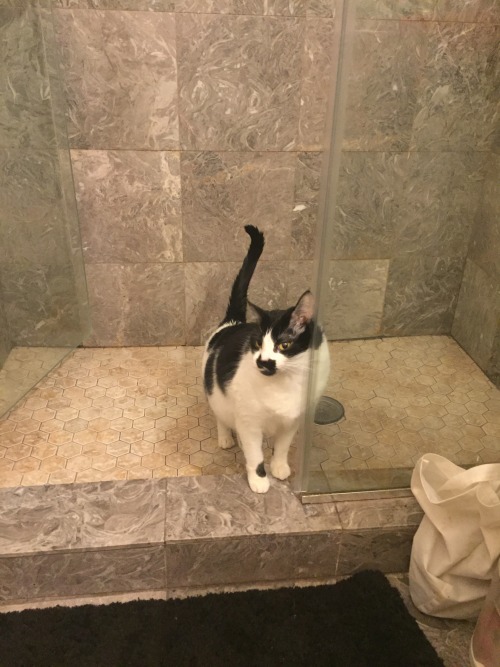 reallybigsword:thanks dick now go drag your wet paws everywhere