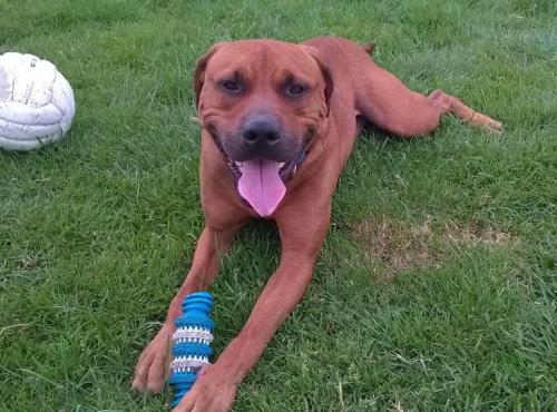 Dog of the DayBob, from RSPCA, Hull. Click here for more info on adoption or ways to donate. “Bob is