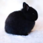 fuzzybunny83