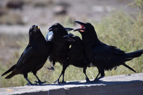 zombeesknees: laurlaurrdraws: I fucking LOVE Ravens. Met this little family in Arizona Petrified For