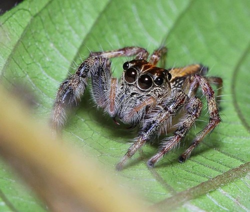 แววตาที่มุ่งมั่น oOOo Pancorius sp. #salticidae #spider #arachnid #arachnology #naturephotography #n