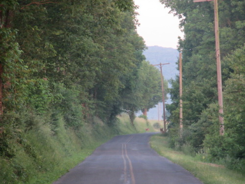 geopsych:A misty morning and the faery cattle.