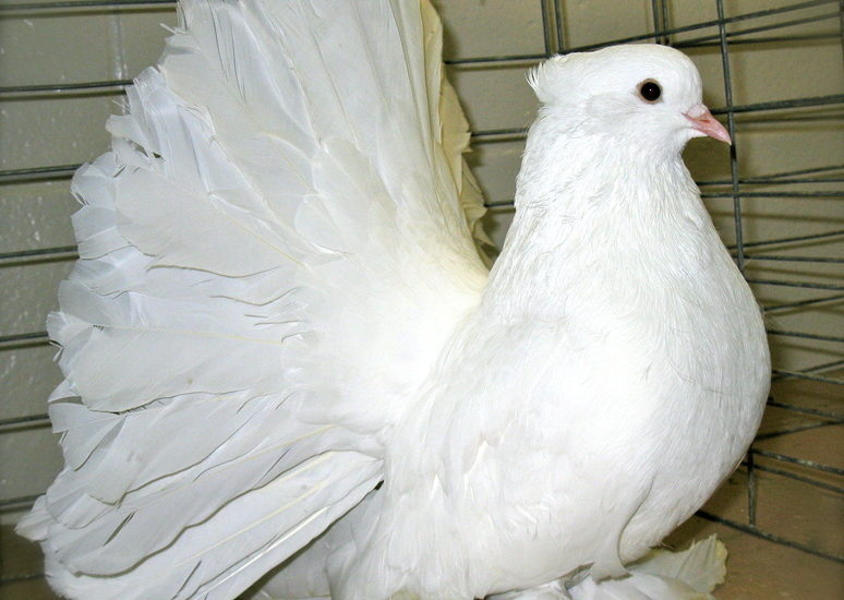 The Ramsey Loft — Are Indian Fantails physically sound? and what do...