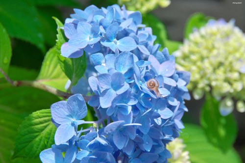 matryokeshi:30 May 2022. Baby snail on hydrangea flowers in Tokyo, Japan