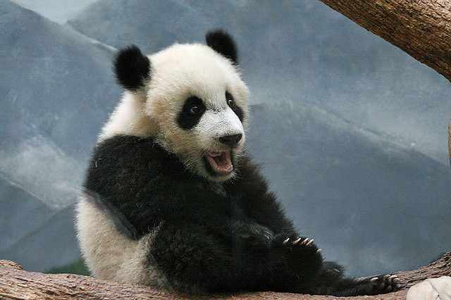 giantpandaphotos:  Xi Lan at Zoo Atlanta, Georgia, on May 17, 2009. © Hélène van