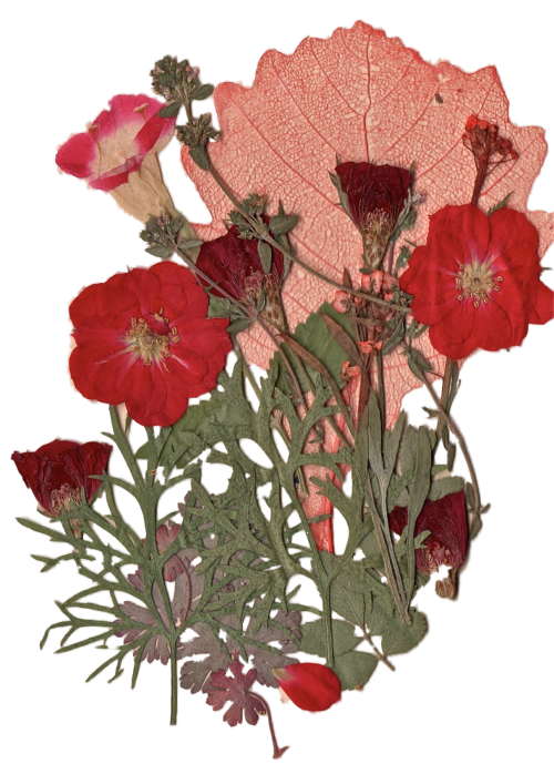 spiritual-realm:  transparent pressed flowers for your blog