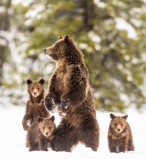 beautiful-wildlife:  Grizzly Family by Troy Harrison 