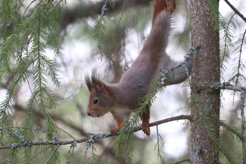 Red squirrel/ekorre.