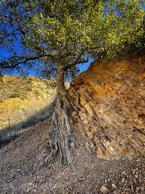 TenacityThis tree is growing straight out of the broken Modelo shale in the canyon.  It clings not t