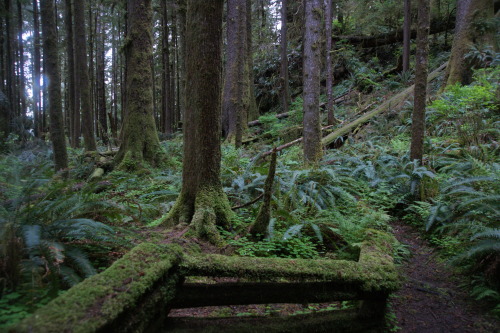 frommylimitedtravels:  - Tangles and tumbles in the Quinault -   More rainforest rambling
