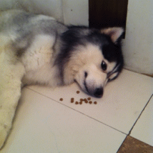 bubblegum-and-snowflakes:  gifss-heaveen:  Check out gif heaven!  !  Lazy butt 