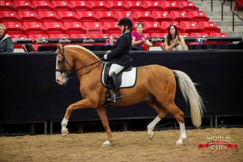 Xerez De QuintanaNero X DestinadaLusitano, Stallion15.3hhBorn 2002