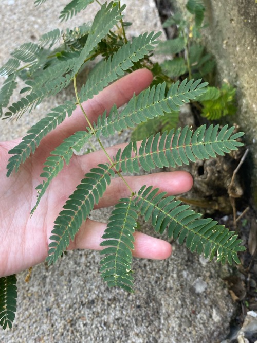 I Have A Fern Growing In My Back Yard! Its My Favorite Species Of Plant. I Love How Cool It Looks With