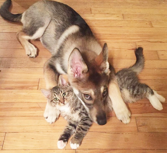 XXX  This Husky Picked Out Her Own Cat Best Friend photo