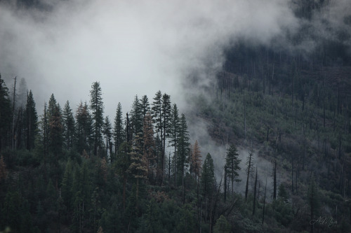 volaatile: yosemite, 2014