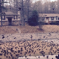 swampseer:cunningcelt:brynja-storm:thechronicleofshe:stunningpicture:So I woke up to this out front*rolls up sleeves* welp, time to become a witchThat’s not a murder, that’s a massacre.   That’s not a massacre, that’s a Hitchcock film  upthewitchypunx