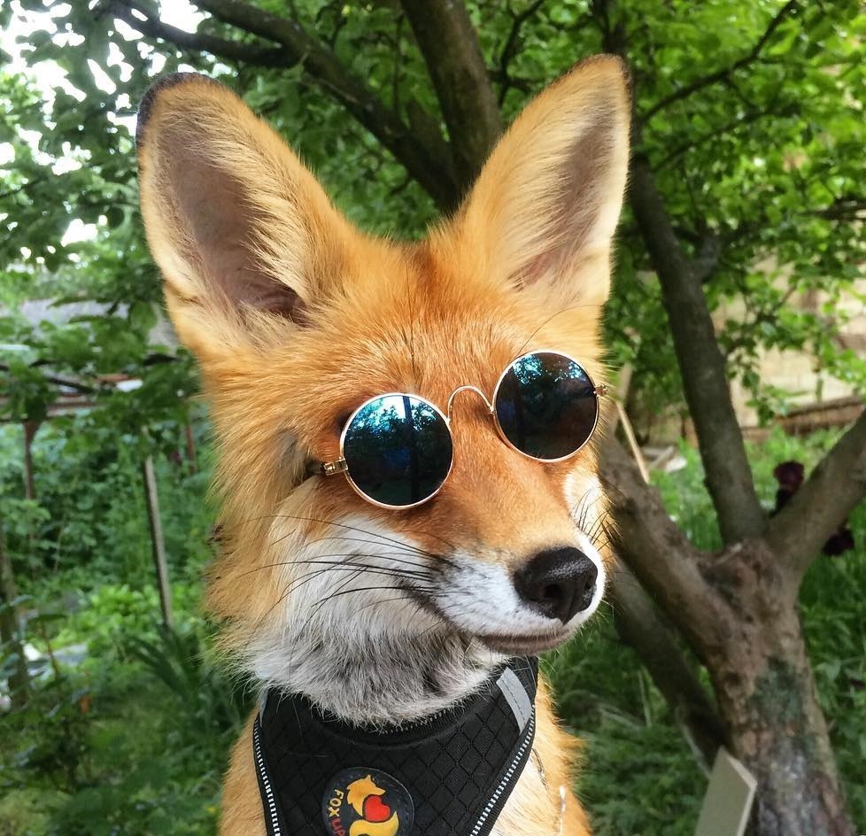 everythingfox:This fox is cooler than us omg I love it X3 Also is it just me or does