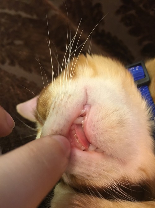 unflatteringcatselfies:  I was at a cat cafe today and this kitten was knocked tf out 