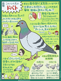 Highlandvalley:街を歩く哲学的タフガイ「ドバト」の図解です。カワラバトとも呼ばれる身近な鳥の代表格であり、めったやたらに数が多いせいで邪魔もの扱いされがちなハトでもありますが、その生態や行動からは意外な奥深さを感じ取れます。今度みかけたら、ぜひ近寄って観察してみてください。たぶん逃げないので…。Https://Twitter.com/Numagasa/Status/855722061909565441/Photo/1