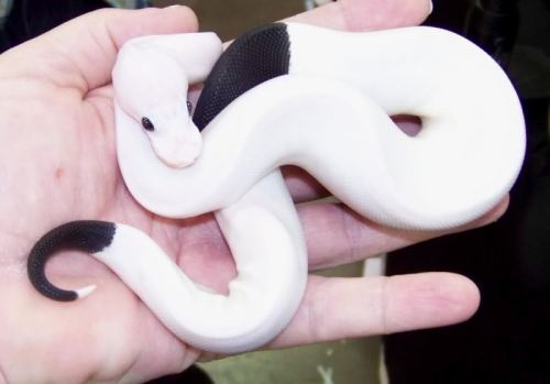 snake-lovers:Panda Pied Ball Python (Python regius)awww cutie pie