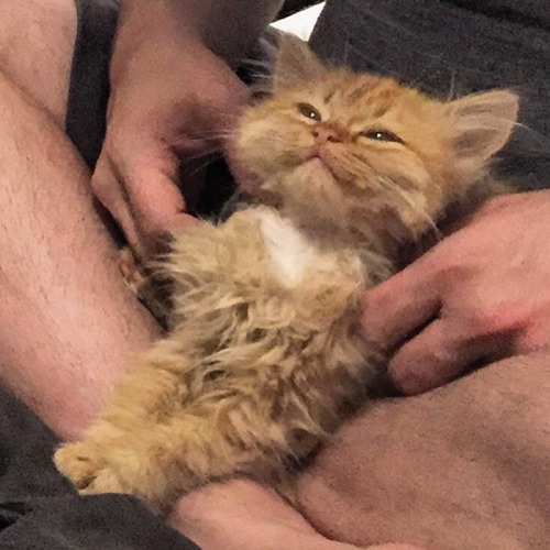 boredpanda:After They Brought Her From Shelter, This Cat Can’t Stop Smiling