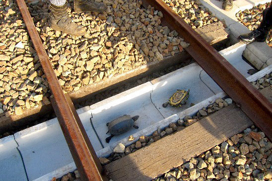 juugmayne:  dialmformags:  huffingtonpost:  Turtles Saved From Sudden Death Thanks