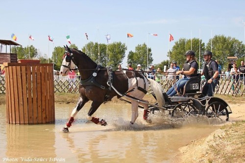 all-the-horses: TSF Sky-DwellerHirtentanz x Scharade VIITrakehner, StallionBorn 2011