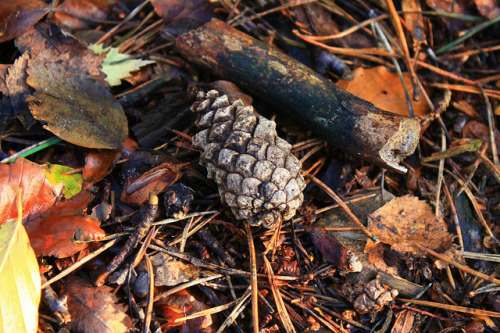 Autumn in the Forrest on Flickr.