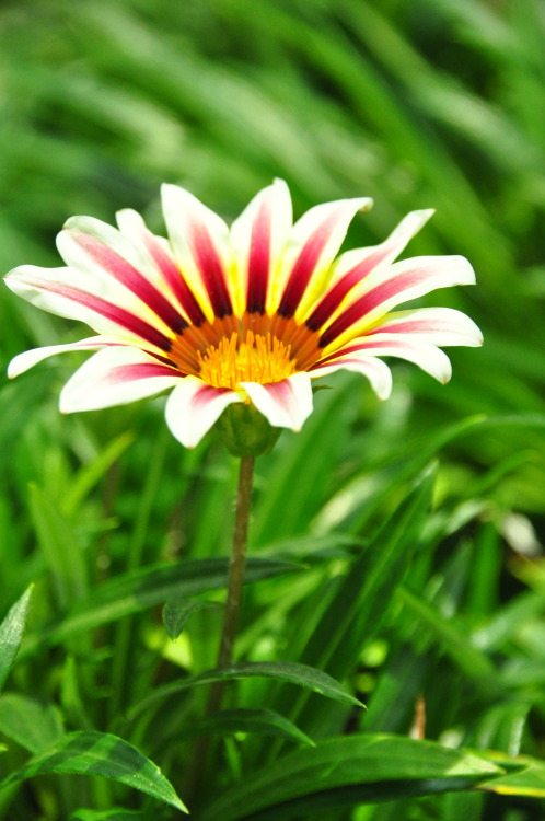 My Gardens by the Bay “Flower Dome” experience. Seeing these lovely plants & flowers