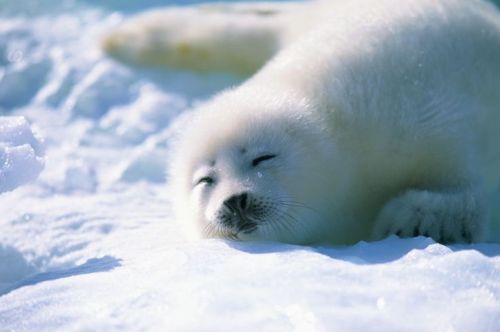 Porn photo justbabyharpseals:  sleepy seals 