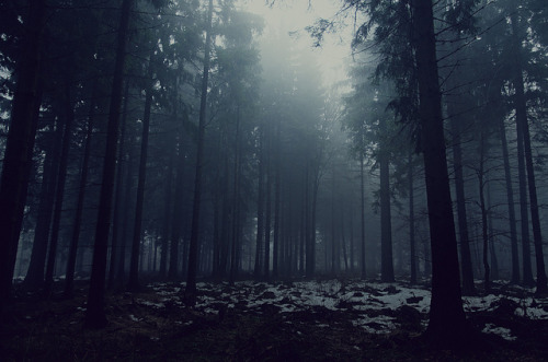 Foggy Forest 5 by Meyer Felix on Flickr.