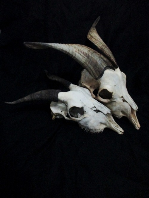 squelettedelicieux - two goat skulls from my bone collection