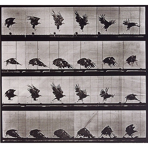edward muybridge
