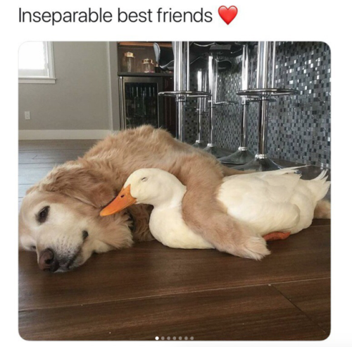 babyanimalgifs:This melted my heart ♥️ via (@ducksmakegreatpets)