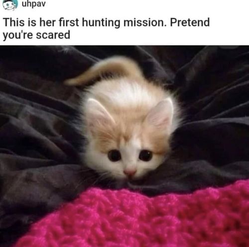 Your Daily Dose Of Cat Memes