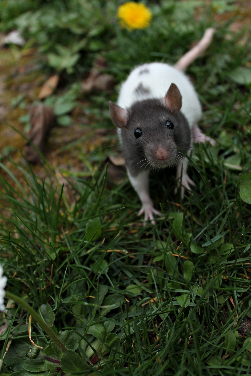 dithashworth:  My babies &lt;3 Dith Ashworth 
