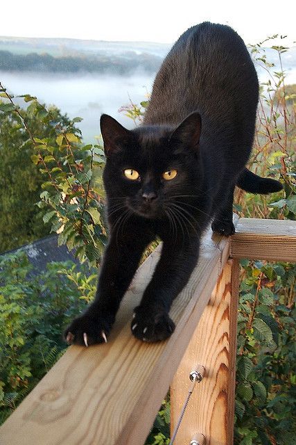 Black Cat Appreciation Post