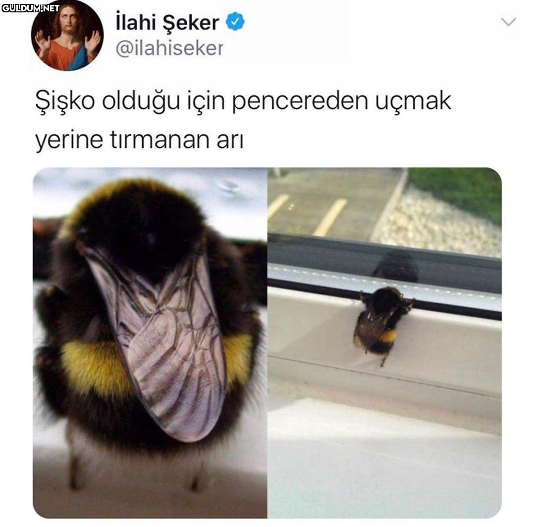 Arı olmuşum🤷🏻‍♂️ İlahi...